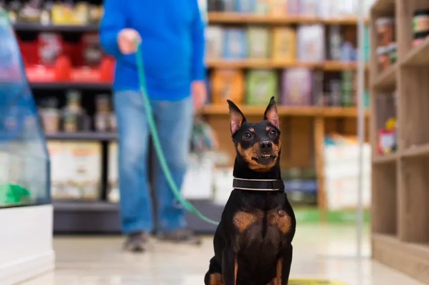 Piso vinílico para pet shop